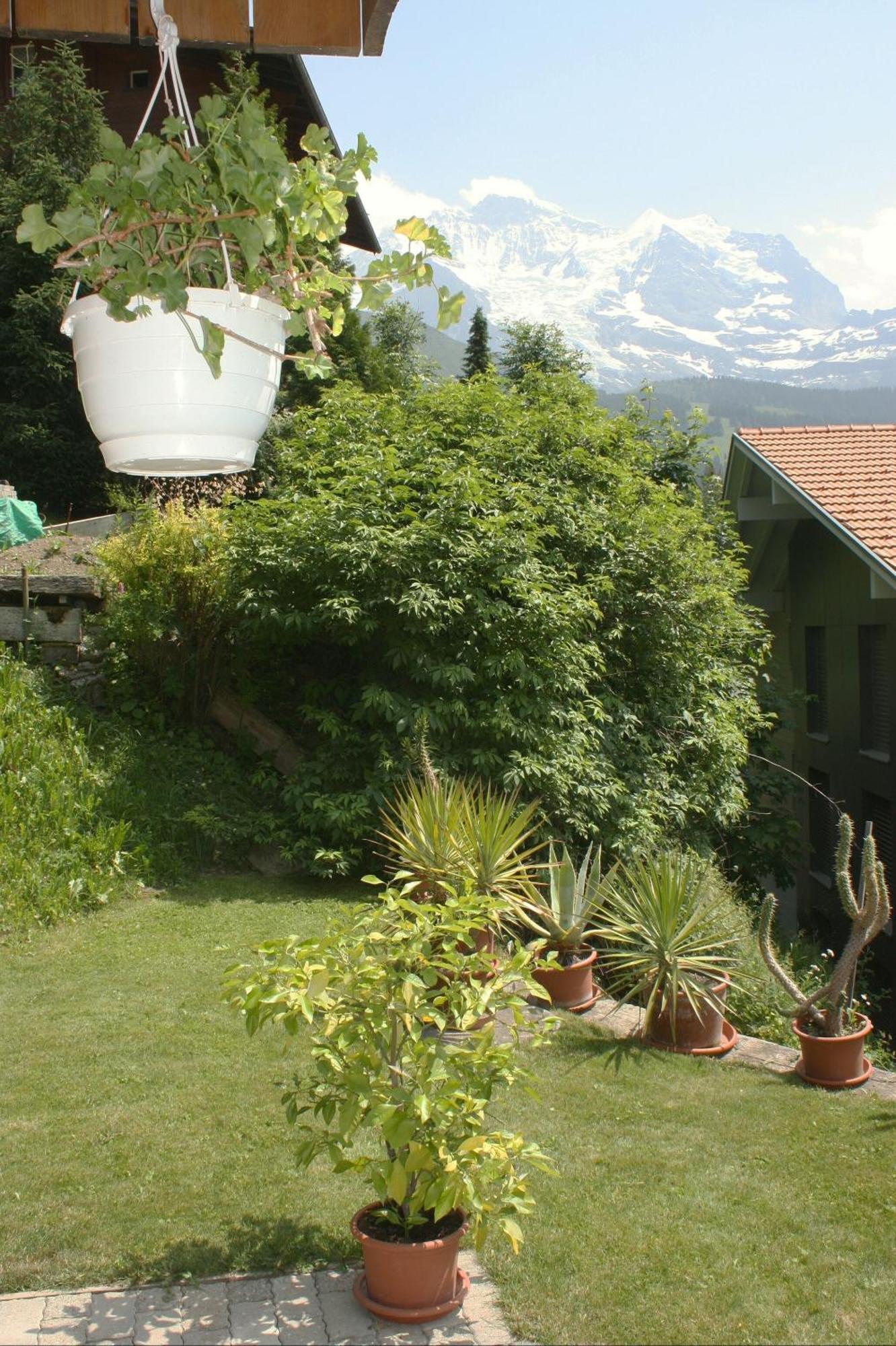 Chalet Protea Wengen Luaran gambar